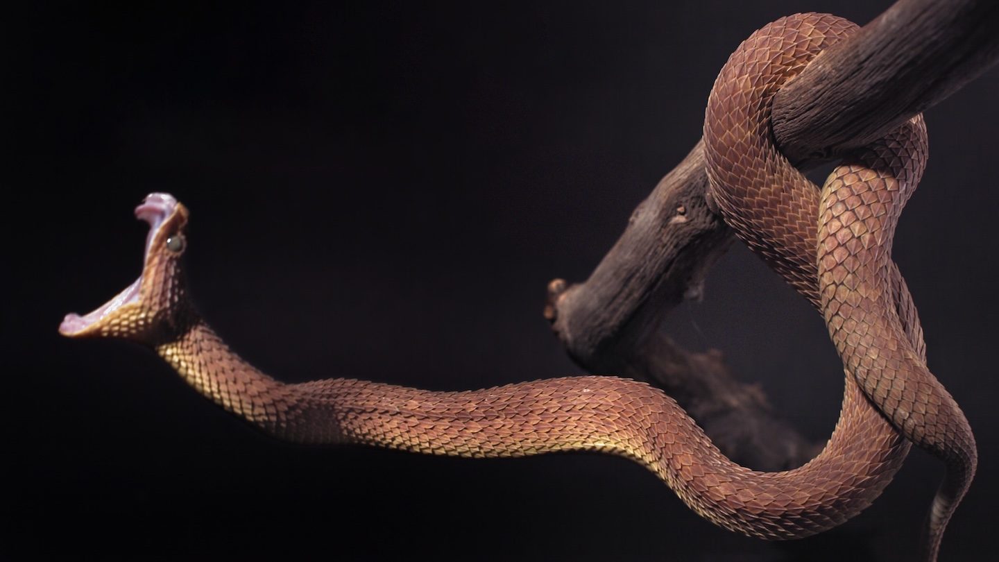 Monsters of God – TV PREMIERE – 2026 SXSW Film & TV Festival